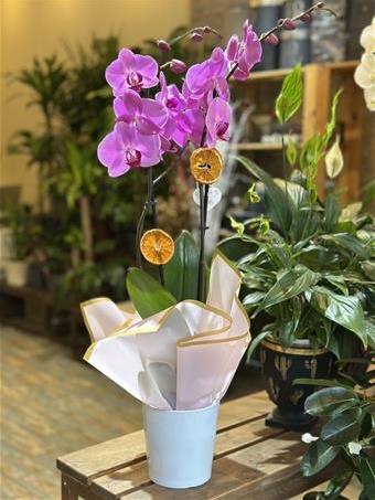 Phalaenopsis Taisuco Anna